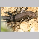 Zootoca vivipara - Waldeidechse 18 jung Teverener Heide.jpg